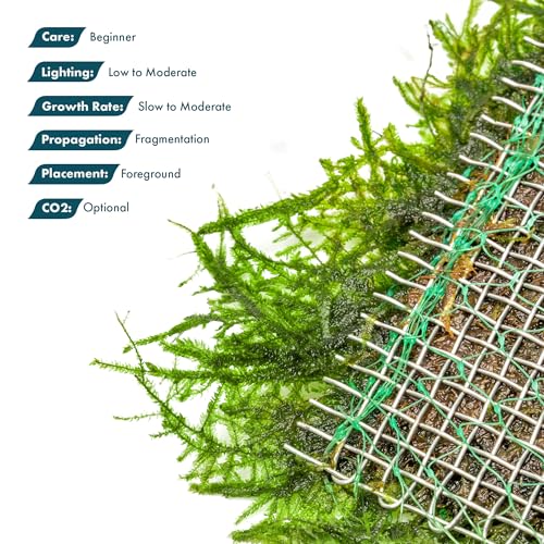 SubstrateSource Peacock Moss on Mesh Live Aquarium Plant - Freshwater Fish Tank Decorations for Natural Aquatic Decor - color: Peacock - Stainless Steel, size: 1 Pack