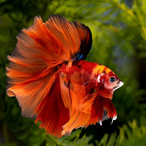 Sukh 30 Indian Almond Leaves for Betta - Large Catappa Aquariums Almond Water Conditioner Aquarium Shrimp Tank Betta Tank Decorations Leaf Hammock Fish Tank Accessories