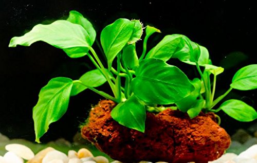 (Anubias Nana Petite Lava Stone) Anubias, Java Fern, Moss and More! Freshwater Live Aquarium Plants on Driftwood for Aquatic Tropical Fish Tank Decorations - Easy to Drop