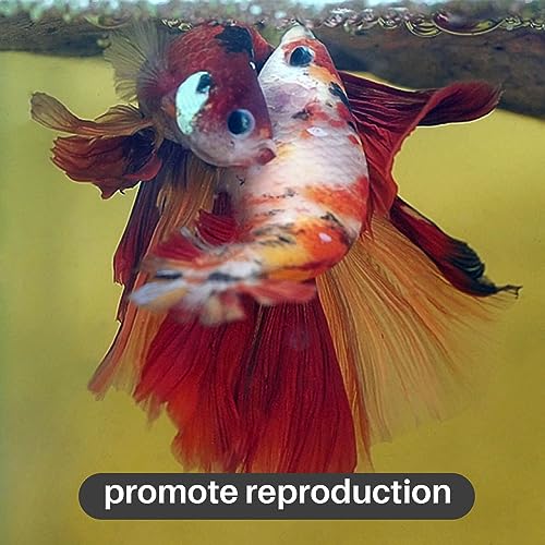 Sukh 30 Indian Almond Leaves for Betta - Large Catappa Aquariums Almond Water Conditioner Aquarium Shrimp Tank Betta Tank Decorations Leaf Hammock Fish Tank Accessories