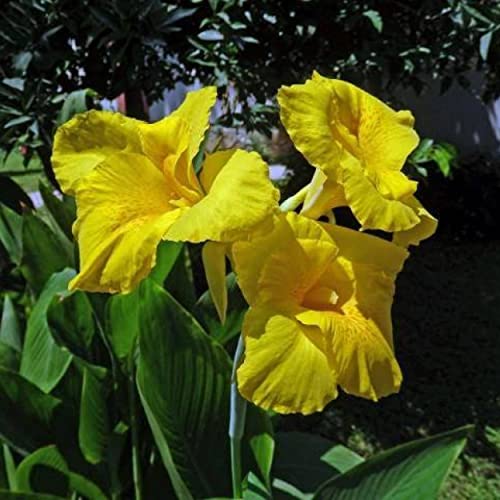 Canna 'Golden', a Great Live Pond Plant for Your Water Garden. Filters koi and Goldfish Ponds. Good for Bogs, Plant Shelf or Shallow Water This marginal Aquatic is a Real Beauty - color: Canna 'Golden'