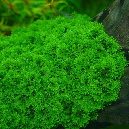 Java Moss Live Plant for Aquarium, 10 Square Inches Coral, with 1x Plastic Ball Holder, Freshwater Live Aquarium Plants Shaping Filter