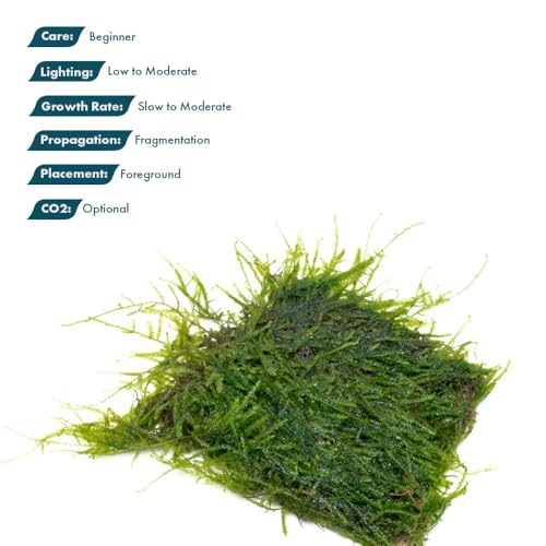 SubstrateSource Live Aquarium Plants on Driftwood, Lava Rock, Moss, Fiber Mat - Freshwater Fish Tanks - Easy, Beginner Friendly (Java Moss on Stainless Steel, (1 Pack)) - color: Java - Stainless Steel, size: 1 Pack