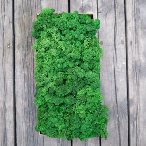 Preserved Reindeer Moss Natural Green DIY Kit Gardenning Art Wall Decor Florist Decor Easter Table Decor Wedding - color: Green-05, size: 0.85 lb
