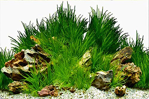 ELEBOX New 23" x 71" Fish Tank Background Paper Wallpaper 2 Sided Colorful Seaweed Water Plants Aquarium Poster Decorations - color: Water Plants, size: H:23.4"x L:71.7"