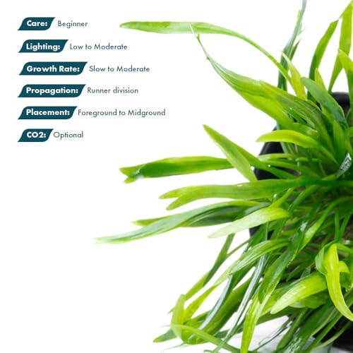 SubstrateSource Cryptocoryne Live Aquarium Plants - Freshwater Plant for Aquariums, Planted Fish Tanks - Beginner Friendly (Lucens, 1 Pot (3-5 Plants)) - color: Lucens, size: Pot