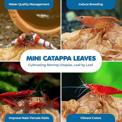 SunGrow 50 Pcs Mini Catappa Indian Almond Leaves for Shrimp Aquariums, Lowers Your Tank's pH and Pet Stress, Creates Better Environment, Unique Practical Decor