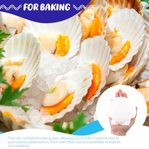 GlikCeil 50 Pcs Sea Shell for Crafting Natural Large Scallop White Oyster Shells Bulk for Decorating DIY Home Decor Beach Wedding Ocean Themed Party(3.5''-3.9'') - size: 3.5''-3.9''