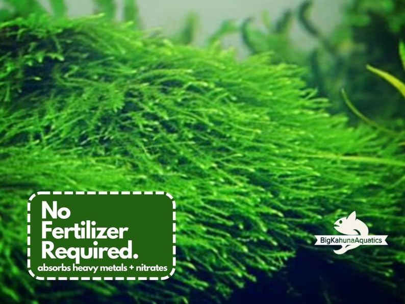 Java Moss Taxiphyllum Barbieri Easy Live Aquarium Plant, Green