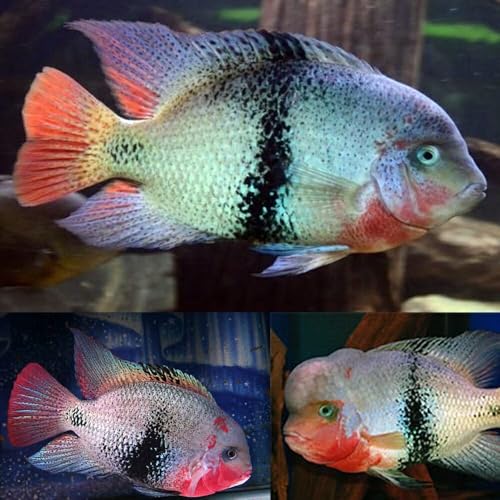 Black Belt Cichlid 1,5" Juveniles (2 Fish Pack) - Live Fish for Aquarium Exotic Freshwater Live Fish, Live Aquarium Fish, Live Fish