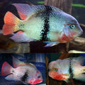 Black Belt Cichlid 1,5" Juveniles (2 Fish Pack) - Live Fish for Aquarium Exotic Freshwater Live Fish, Live Aquarium Fish, Live Fish