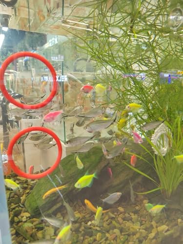 Betta Fish Enrichment Toys Ring and Mirror Floating Exercise Mirrors and Training Ring Floating Mirrors Aquarium with Feeding Rings Aquarium Accessories with Suction-Cup (Red) - color: Pink