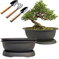 MUZHI 3 Pack Oval Bonsai Pot with Drainage Tray, Matte Finish Plastic Bonsai Growing Planters with Tools for Home Garden Plant Container (9.1" Large) - size: 9.1" Large