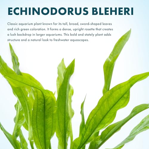 SubstrateSource Amazon Sword Echinodorus Bleheri Live Plant for Freshwater Aquariums, Natural Fish Tank Decorations, and Aquatic Decor (1 Pot (2-3 Plants)) - color: Ech. Bleheri, size: 1 Pot