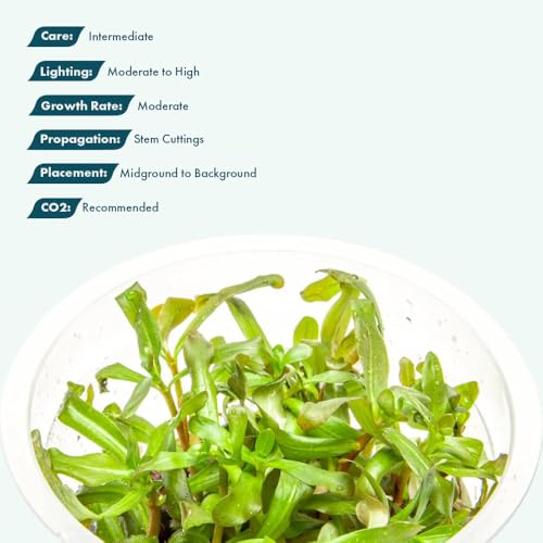 SubstrateSource Live Plant - Ammannia Gracillis Tissue Culture Aquatic Live Aquarium Plant - 100% Snail Free in Vitro Cup (Ammannia Gracillis) - color: Ammannia Gracillis