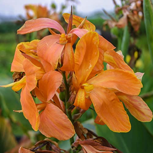 Canna 'Orange Taney', a Great Live Pond Plant for Your Water Garden. Filters koi and Goldfish Ponds. Good for Bogs, Plant Shelf or Shallow Water This marginal Aquatic is a Real Beauty - color: Canna 'Orange Taney'