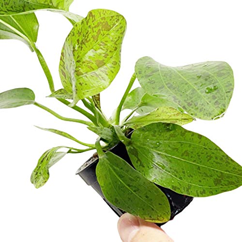 Echinodorus Ozelot Green Potted Live Aquarium Plant Tropical Freshwater Decorations BUY2GET1FREE