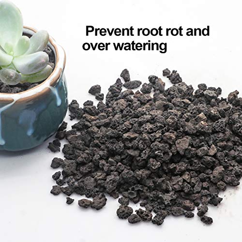 TOYPOPOR Black Horticultural Lava Rock Soil Additive for Cacti Succulents Plants No Dyes or Chemicals 100% Pure Volcanic Rock 2.2LB Top Dressing - color: Black Horticultural Lava Rock, size: 2.2 lb