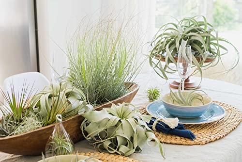 Stunning Flat Bottom 3 Globe Plant Terrarium Kits - 5 Small Assorted Air Plants, Beige Stones and Moss in Propagation Jar - Home and Garden Décor Plant Pot - Easy Care Indoor and Outdoor Plant Vase - size: Beige Stones, 5 Plants, With Moss