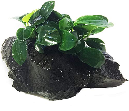 Dwarf Anubias Nana Petite on Driftwood Live Aquarium Plants Fish Tank Decorations Water Plants by Greenpro