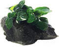 Dwarf Anubias Nana Petite on Driftwood Live Aquarium Plants Fish Tank Decorations Water Plants by Greenpro