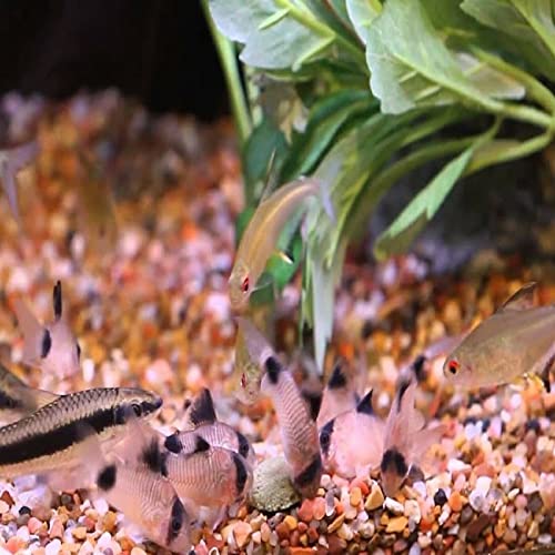 4-Type Ultra Mix of 12mm - 1/2'' Wafers, Spirulina-Algae & Shrimp Wafer, Intense Color Enhancing Wafers. Plecos, Shrimp, Snails, All Tropical Fish...10-lbs - size: 10 Pound (Pack of 1)