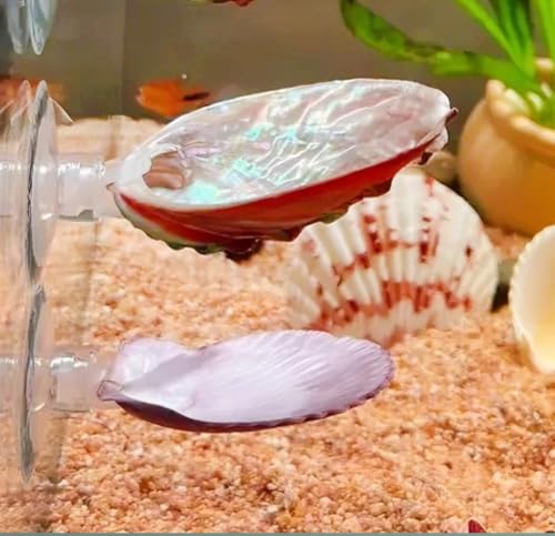3 Pack Betta Fish Resting Spot Natrual Handmade Shell Bed for Betta, Aquarium Decor Angelfish breeding Slate Spawning Grounds Breeding Resting Bed Betta Hammock