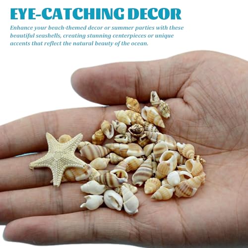 1 Set Seashells, Mixed Natural Sea Shells Conch with Storage Box Assorted Color Sea Shells for Crafting Fish Tank Vase Fille Table Scatters Beach Theme Party Decor