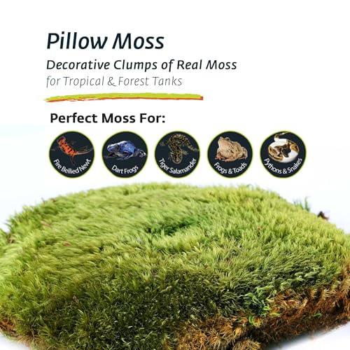 Galapagos (05251 Royal Pillow Moss High Absorbency Terrarium Decor Ideal for Amphibians & Reptiles, 150 Cubic Inc (Approx. 4 oz), Green