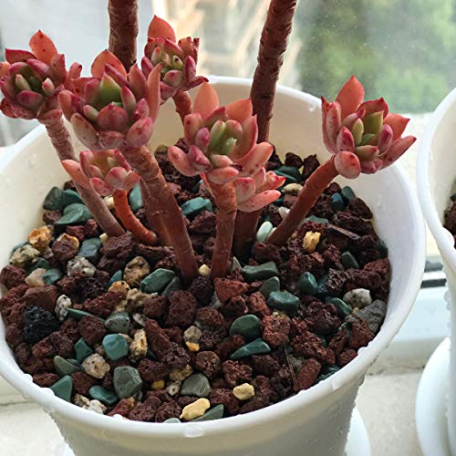 Mix Horticultural Lava Pebbles Pumice Potting Soil Amendment Succulent Cactus Bonsai Gritty Rock Decorative Gravel Plant Drainage Volcanic Rock for Terrarium Fairy Gardening Top Dressing 2.2lb - color: Multi, size: 2.2 lb
