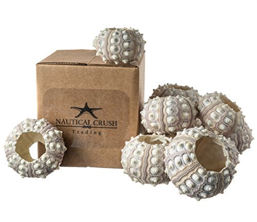 Nautical Crush Trading 12 Purple Sputnik 1.5-3" Sea Urchin Shells - Air Plant Holder - No Plants Included - size: 12 Pack