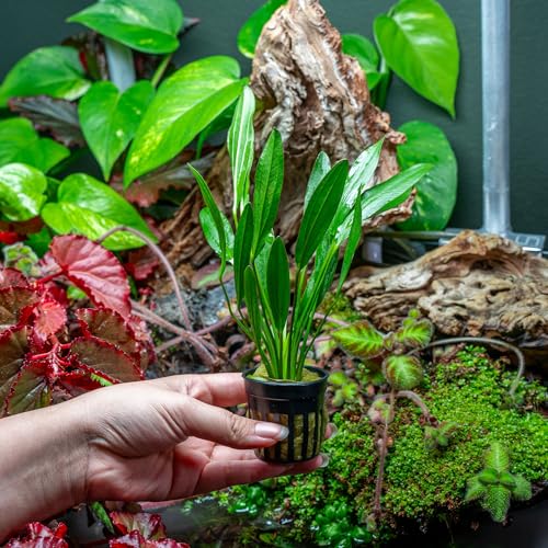 SubstrateSource Echinodorus Red Devil Sword Live Plant for Freshwater Aquariums, Natural Fish Tank Decorations, and Aquatic Decor (1 Pot (2-3 Plants)) - color: Ech. Red Devil, size: 1 Pot
