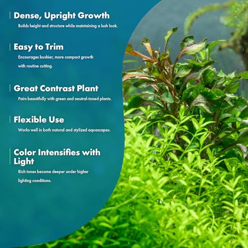 SubstrateSource Alternanthera Bettzickiana - Decorative Live Aquatic Plant for Terrariums and Paludariums - (Bettzickiana, 1 Bunch) - color: Alternanthera Bettzickiana Red, size: Lead Bunch - 1 Pack