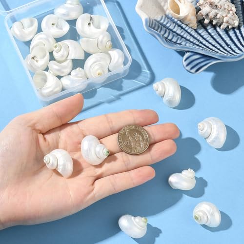 SUNNYCLUE 1 Box 20Pcs Spiral Sea Shells Natural White Shells No Hole Spiral Turbo Hermit Crab Seashells for Crafts Vase Fillers Fish Tank Beach Theme Party Wedding Aquarium Decor Jewelry Making