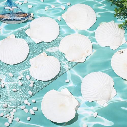 GlikCeil 50 Pcs Sea Shell for Crafting Natural Large Scallop White Oyster Shells Bulk for Decorating DIY Home Decor Beach Wedding Ocean Themed Party(3.5''-3.9'') - size: 3.5''-3.9''