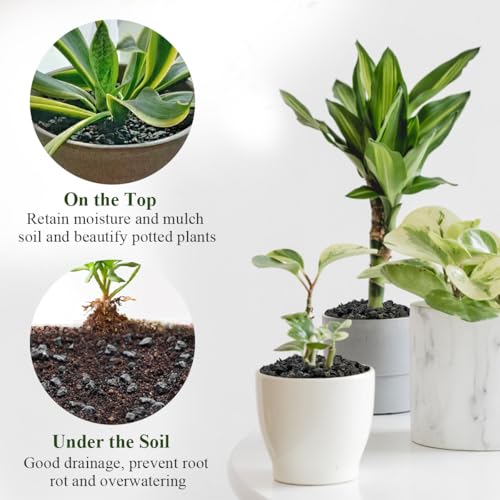 FANTIAN 2 lbs Small Black Lava Rocks for Plants,1/4 Inch Crush Volcanic Rock Pumice Soil Additive for Succulent Aquarium Cactus Bonsai Fire Pits and Garden Landscaping - color: Black Lava Rocks