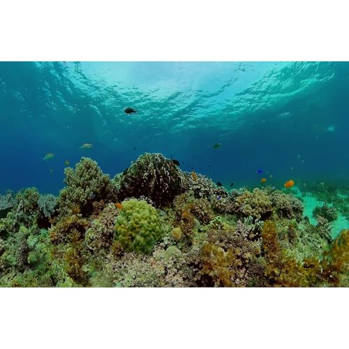 Under The Sea Aquarium Background Underwater Tropical Fish Coral Reef Terrarium Backgrounds Ocean World Theme Fish Tank Background Blue Sea Fish Tank Backdrop Coral Tank Decorations Vinyl 24x12in - color: Dark Green, size: 24(W)x12(H)inches/ 60(W)*30cm(H)