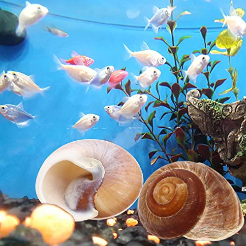 4 Pack Large Hermit Crab Shells, Muffin Snail, Turbo, Giant Land Snail | Hermit Crab House for Fish Tank Aquarium Decoration, Beach Home Decor, Wedding Centerpieces, 2.75"-3"