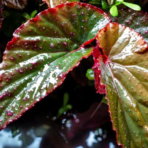 SubstrateSource Live Jungle Plants - Begonia Arabian Sunset (Begonia sp.) - Medium to High Light, Bronze Red Orange Accent, Terrarium or Paludarium, Terrestrial Plant - Pot - color: Begonia Arabian Sunset, size: Pot