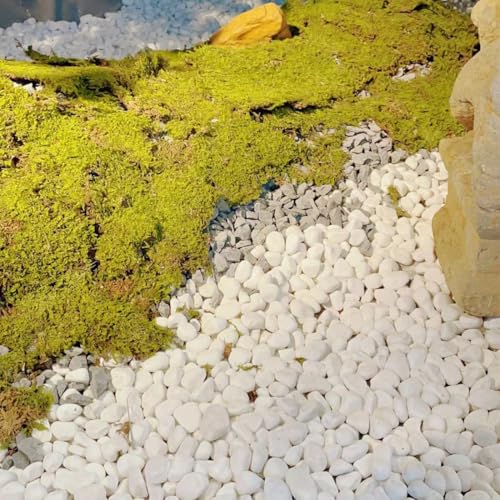 YISZM 40lbs White River Rocks for Landscaping, 2-3 Inch Natural Pebbles for Indoor Plants, Snow White Decorative Stones Garden Outdoor and Indoor DIY Vase Filler Fish Tank Aquariums - size: 40 Pounds, style: 2-3 Inch