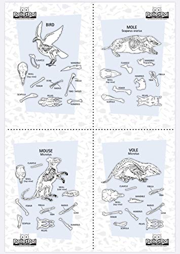 PelletPal Premium Barn Owl Pellets, Large (Pack of 10) - Free Bone ID Chart, 10 Forceps, 10 Paddle Picks, and Teaching Guide Included!