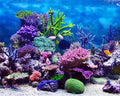 10x8ft Coral and Fish Under Sea Backdrop Aquarium Underwater World Tropical Seabed Atoll Reef Background for Photography Marin Ocean Diving Summer Boy Girl Portrait Photo Studio Props Vinyl - size: 10x8ft
