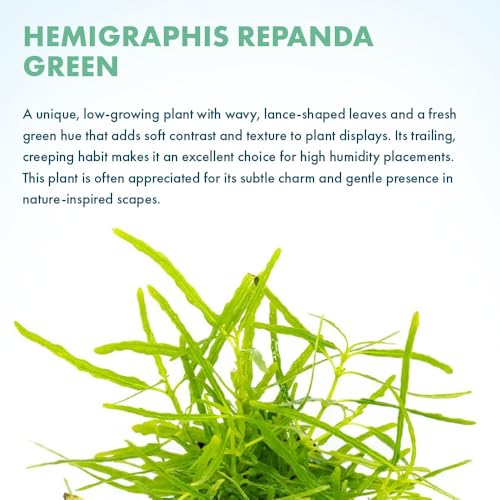 SubstrateSource Live Jungle Plants - Hemigraphis repanda 'Green' (Hemigraphis sp.) - Low to Medium Light, Green, Terrarium or Paludarium Placement, Textured Groundcover Rosette - Pot - color: Hemigraphis Repanda Green, size: Pot