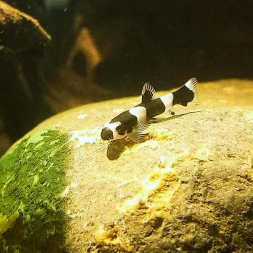 Swimming Creatures™ 2 Panda Loach (Yaoshania Pachychilus) Aquarium Fish Live (Size Approx. 1")