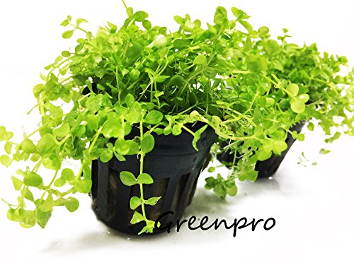 Micranthemum Monte Carlo Potted Live Aquarium Plants for Freshwater Carpet Foreground Fish Tank