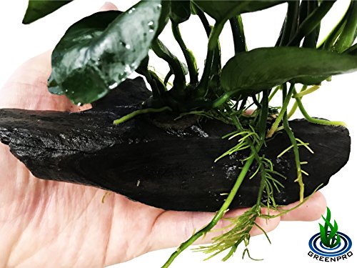 (Anubias Barteri Butterfly) Anubias, Java Fern, Moss and More! Freshwater Live Aquarium Plants on Driftwood for Aquatic Tropical Fish Tank Decorations - Easy to Drop