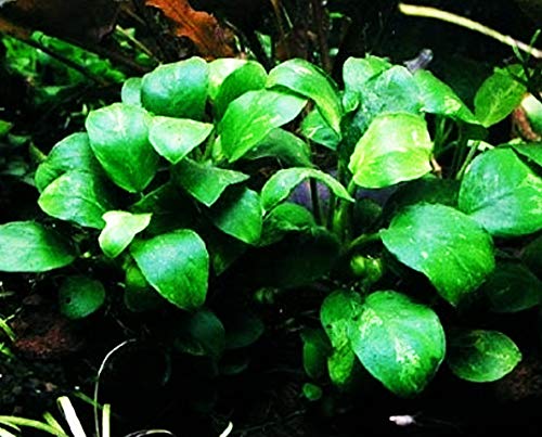 (1 Pack) Anubias Nana Petite on Nano Driftwood Freshwater Live Aquarium Plants Decorations by Mainam
