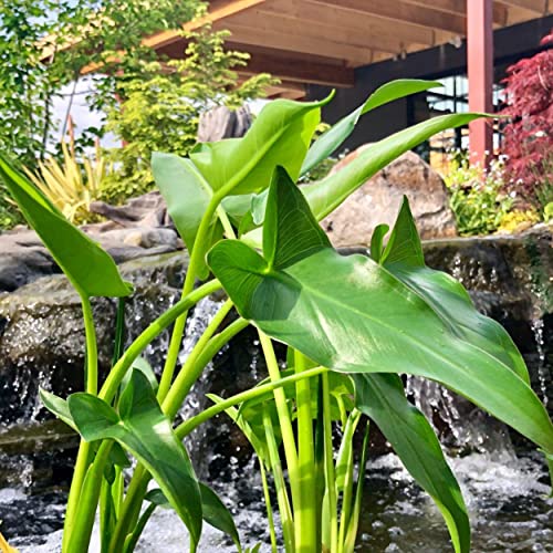 Chalily Arrow Arum, a Great Live Pond Plant for Your Water Garden. Filters The koi and Goldfish Pond. Good for Bogs, Plant Shelf or Shallow Water This marginal Aquatic is a Real Beauty - color: Arrow Arum