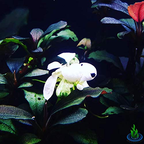 Anubias Nana Marble White Pinto Nano Mini Tissue Culture Freshwater Live Aquarium Plants Decoration