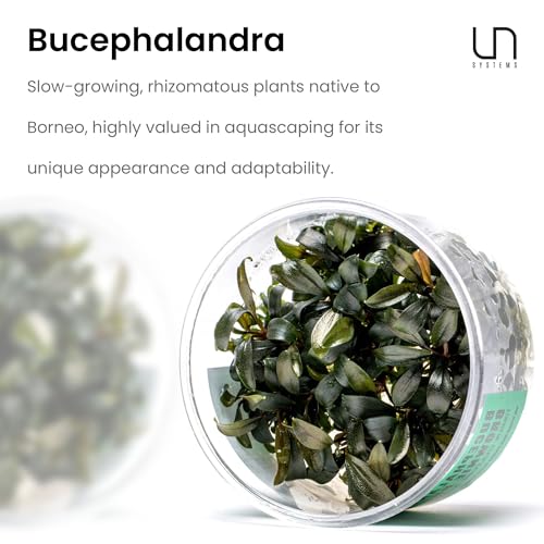 Ultum Nature Systems Live Tissue Culture - Bucephalandra Brownie Phoenix - Easy, Low-Med Light - Dark Green, Red, Purple Accent - Foreground to Midground - 100% Snail Free Grown In-Vitro - Regular Cup - color: Bucephalandra Brownie Phoenix - Regular